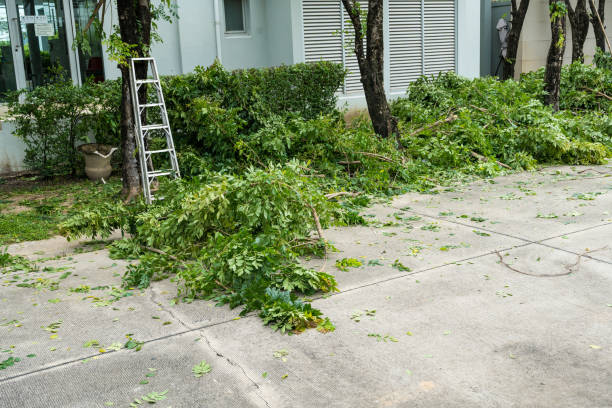 How Our Tree Care Process Works  in  Ketchikan, AK